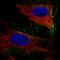 Integrin beta-8 antibody, AMAb91467, Atlas Antibodies, Immunocytochemistry image 