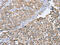 mSec7-1 antibody, CSB-PA933387, Cusabio, Immunohistochemistry paraffin image 