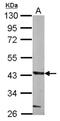 Glycosyltransferase 8 Domain Containing 1 antibody, NBP2-16671, Novus Biologicals, Western Blot image 