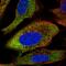 Ribosomal Protein L27a antibody, HPA063379, Atlas Antibodies, Immunocytochemistry image 