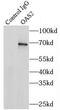 2'-5'-Oligoadenylate Synthetase 2 antibody, FNab05951, FineTest, Immunoprecipitation image 