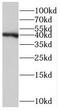 RP2 Activator Of ARL3 GTPase antibody, FNab07390, FineTest, Western Blot image 