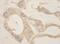 Protein CASC3 antibody, NBP1-30321, Novus Biologicals, Immunohistochemistry paraffin image 