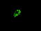 Prominin-2 antibody, GTX83792, GeneTex, Immunofluorescence image 