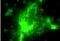 Lysosomal Associated Membrane Protein 2 antibody, ab13524, Abcam, Immunocytochemistry image 