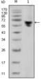 Human IgG antibody, abx015707, Abbexa, Enzyme Linked Immunosorbent Assay image 