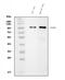 PDE6B antibody, M02659-1, Boster Biological Technology, Western Blot image 