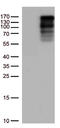 La Ribonucleoprotein Domain Family Member 1 antibody, TA813304S, Origene, Western Blot image 
