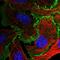 L Afadin antibody, HPA049868, Atlas Antibodies, Immunofluorescence image 