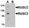 RUN And SH3 Domain Containing 2 antibody, PA5-72752, Invitrogen Antibodies, Western Blot image 