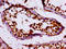 Kruppel Like Factor 11 antibody, LS-C671632, Lifespan Biosciences, Immunohistochemistry paraffin image 