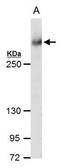 ATRX Chromatin Remodeler antibody, TA308651, Origene, Western Blot image 