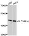 Solute Carrier Family 39 Member 14 antibody, abx126581, Abbexa, Western Blot image 