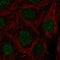 LIM homeobox transcription factor 1-beta antibody, HPA073716, Atlas Antibodies, Immunofluorescence image 