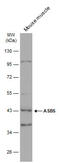 Ankyrin Repeat And SOCS Box Containing 5 antibody, GTX119425, GeneTex, Western Blot image 