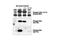 14-3-3 binding motif phosphate antibody, 9601S, Cell Signaling Technology, Western Blot image 