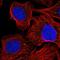 AEBP1 antibody, HPA047724, Atlas Antibodies, Immunofluorescence image 