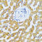 C-C Motif Chemokine Ligand 25 antibody, LS-C334787, Lifespan Biosciences, Immunohistochemistry frozen image 