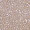 UTP23 Small Subunit Processome Component antibody, HPA044418, Atlas Antibodies, Immunohistochemistry paraffin image 