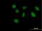 Family With Sequence Similarity 47 Member B antibody, H00170062-B01P, Novus Biologicals, Immunofluorescence image 