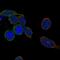 Janus Kinase 3 antibody, HPA070314, Atlas Antibodies, Immunofluorescence image 