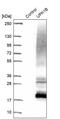 Uroplakin-1b antibody, PA5-56864, Invitrogen Antibodies, Western Blot image 