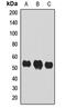 Interferon regulatory factor 7 antibody, LS-C667865, Lifespan Biosciences, Western Blot image 