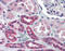 Serpin Family F Member 1 antibody, 48-048, ProSci, Immunohistochemistry frozen image 