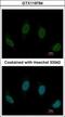 Cilia And Flagella Associated Protein 46 antibody, GTX119794, GeneTex, Immunofluorescence image 