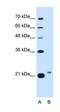 LOC400856 antibody, orb325249, Biorbyt, Western Blot image 