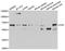 CD5 Molecule antibody, STJ28962, St John