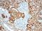 Sclerostin antibody, MBS423457, MyBioSource, Immunohistochemistry frozen image 