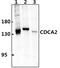 Cell Division Cycle Associated 2 antibody, PA5-75984, Invitrogen Antibodies, Western Blot image 