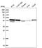 FOXP3 antibody, HPA045943, Atlas Antibodies, Western Blot image 