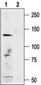 Transient Receptor Potential Cation Channel Subfamily M Member 1 antibody, PA5-77323, Invitrogen Antibodies, Western Blot image 
