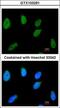 RAD54 Homolog B antibody, GTX103291, GeneTex, Immunofluorescence image 