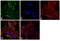F-actin-capping protein subunit beta antibody, PA5-16914, Invitrogen Antibodies, Immunofluorescence image 