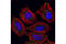 Enhancer Of MRNA Decapping 4 antibody, 2548S, Cell Signaling Technology, Immunocytochemistry image 