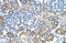 Solute Carrier Family 38 Member 4 antibody, ARP42504_T100, Aviva Systems Biology, Immunohistochemistry frozen image 