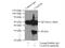 Chromosome 1 Open Reading Frame 226 antibody, 26061-1-AP, Proteintech Group, Immunoprecipitation image 
