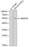 Bone Morphogenetic Protein Receptor Type 1B antibody, 18-442, ProSci, Western Blot image 
