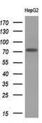 Protein Arginine Methyltransferase 5 antibody, TA807462, Origene, Western Blot image 
