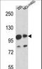 Mastermind Like Transcriptional Coactivator 1 antibody, LS-C163979, Lifespan Biosciences, Western Blot image 