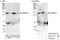 Zinc Finger Protein 507 antibody, A303-274A, Bethyl Labs, Western Blot image 