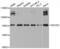 Neural Precursor Cell Expressed, Developmentally Down-Regulated 9 antibody, abx001962, Abbexa, Western Blot image 
