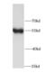 Interferon Regulatory Factor 3 antibody, FNab04389, FineTest, Western Blot image 