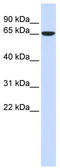 63 kDa membrane protein antibody, TA341865, Origene, Western Blot image 