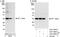 Eukaryotic Translation Elongation Factor 1 Delta antibody, A301-683A, Bethyl Labs, Western Blot image 