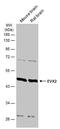 Homeobox even-skipped homolog protein 2 antibody, PA5-78385, Invitrogen Antibodies, Western Blot image 