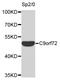 C9orf72-SMCR8 Complex Subunit antibody, STJ111736, St John